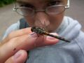 Hunter befriends a dragonfly.jpg